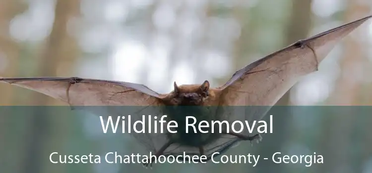 Wildlife Removal Cusseta Chattahoochee County - Georgia