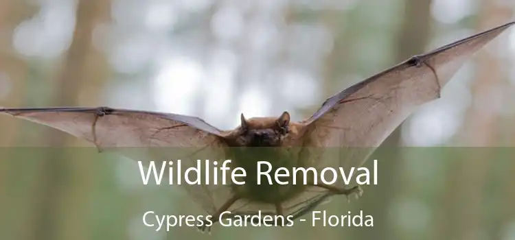 Wildlife Removal Cypress Gardens - Florida