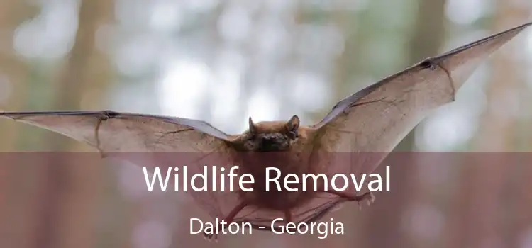 Wildlife Removal Dalton - Georgia