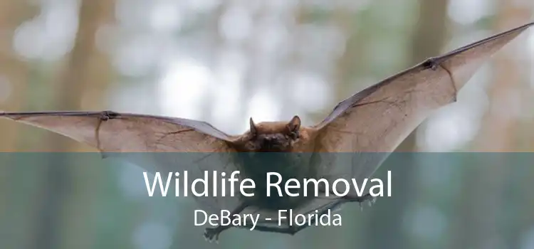 Wildlife Removal DeBary - Florida