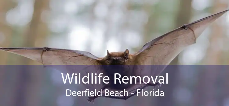 Wildlife Removal Deerfield Beach - Florida