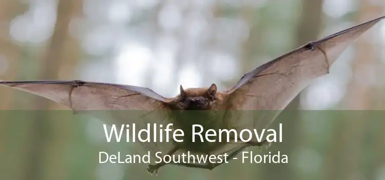Wildlife Removal DeLand Southwest - Florida