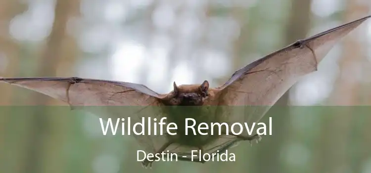 Wildlife Removal Destin - Florida