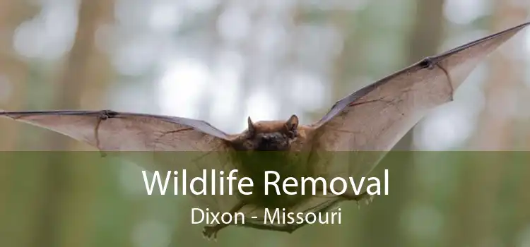 Wildlife Removal Dixon - Missouri