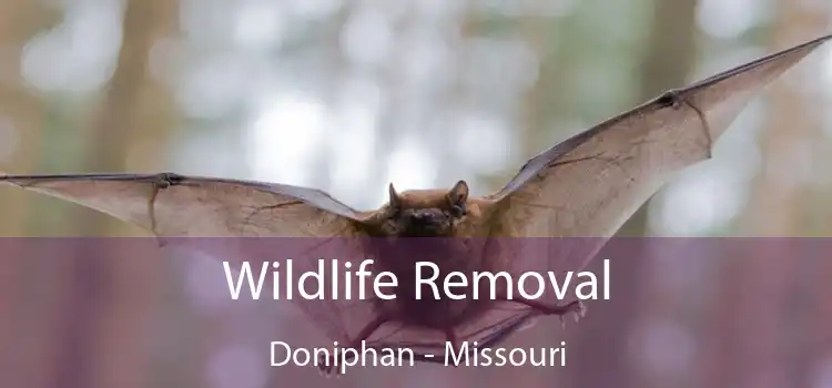 Wildlife Removal Doniphan - Missouri