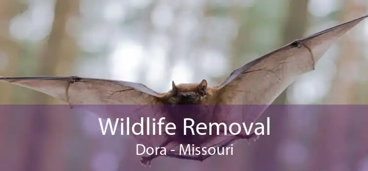 Wildlife Removal Dora - Missouri