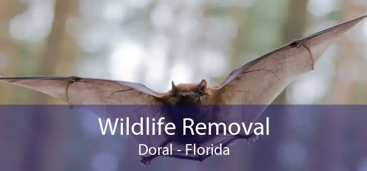 Wildlife Removal Doral - Florida
