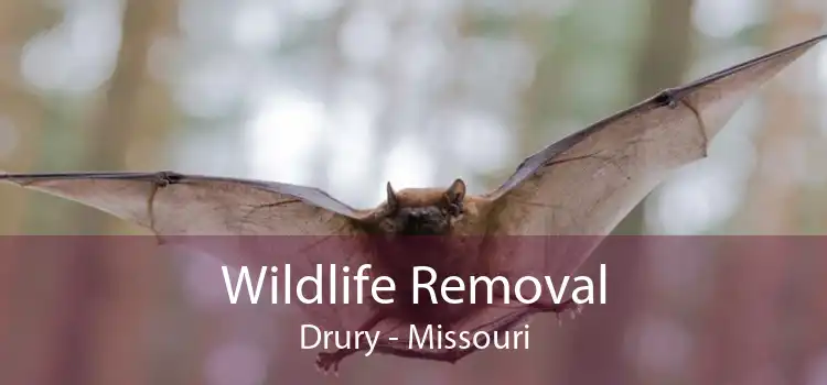 Wildlife Removal Drury - Missouri