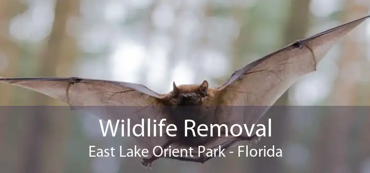 Wildlife Removal East Lake Orient Park - Florida