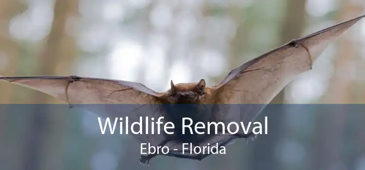 Wildlife Removal Ebro - Florida