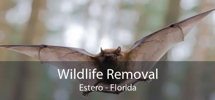 Wildlife Removal Estero - Florida