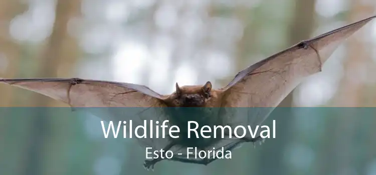 Wildlife Removal Esto - Florida