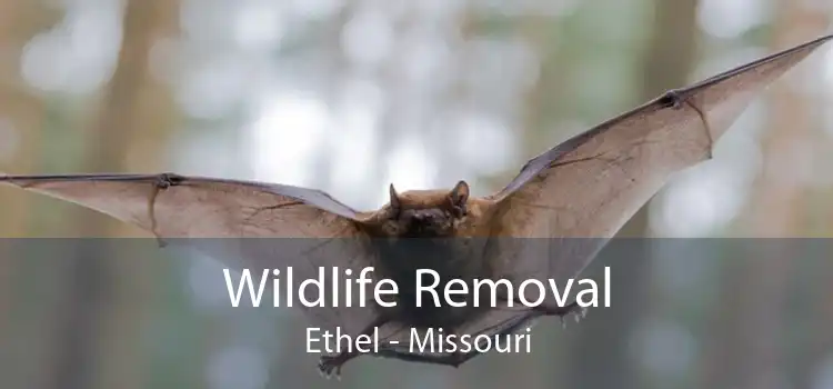 Wildlife Removal Ethel - Missouri
