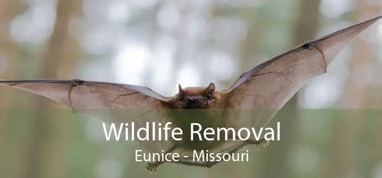 Wildlife Removal Eunice - Missouri