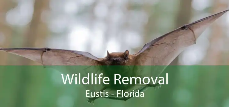 Wildlife Removal Eustis - Florida