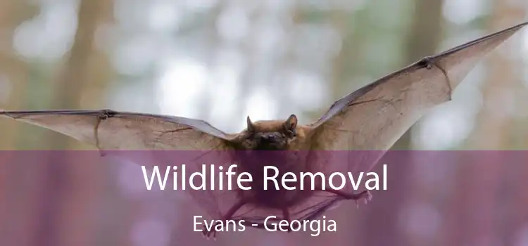 Wildlife Removal Evans - Georgia