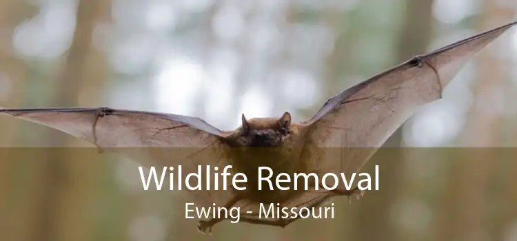 Wildlife Removal Ewing - Missouri