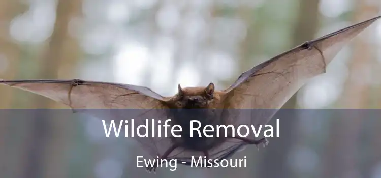 Wildlife Removal Ewing - Missouri