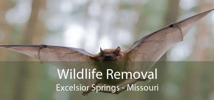 Wildlife Removal Excelsior Springs - Missouri