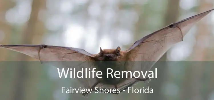 Wildlife Removal Fairview Shores - Florida