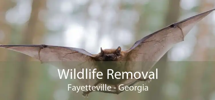 Wildlife Removal Fayetteville - Georgia