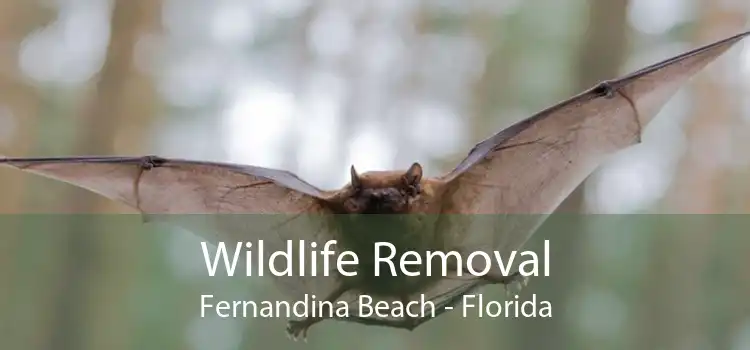 Wildlife Removal Fernandina Beach - Florida
