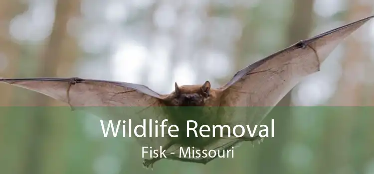 Wildlife Removal Fisk - Missouri