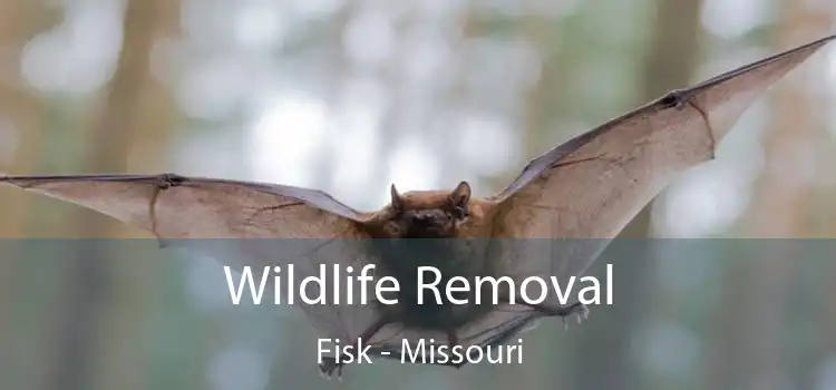 Wildlife Removal Fisk - Missouri