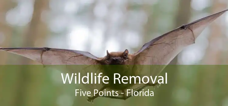 Wildlife Removal Five Points - Florida