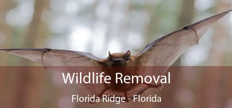 Wildlife Removal Florida Ridge - Florida