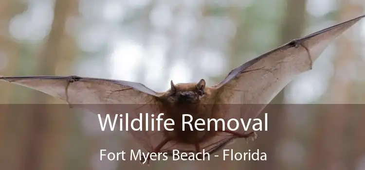 Wildlife Removal Fort Myers Beach - Florida