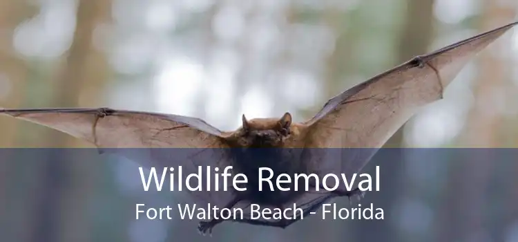 Wildlife Removal Fort Walton Beach - Florida