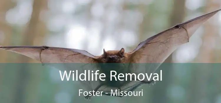 Wildlife Removal Foster - Missouri