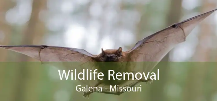 Wildlife Removal Galena - Missouri