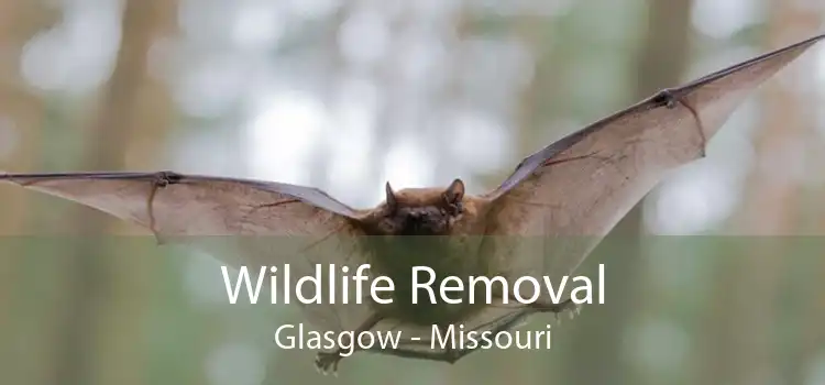 Wildlife Removal Glasgow - Missouri