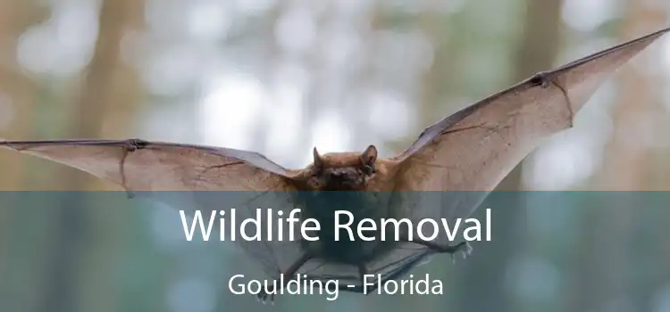 Wildlife Removal Goulding - Florida