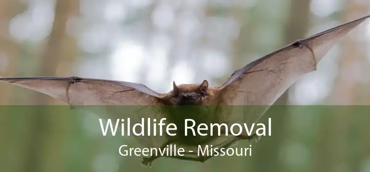 Wildlife Removal Greenville - Missouri