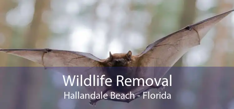 Wildlife Removal Hallandale Beach - Florida