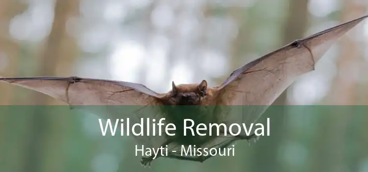 Wildlife Removal Hayti - Missouri