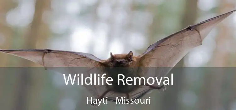 Wildlife Removal Hayti - Missouri