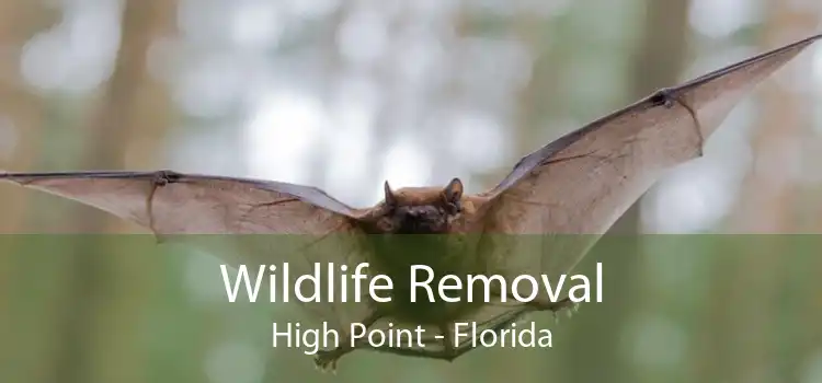 Wildlife Removal High Point - Florida