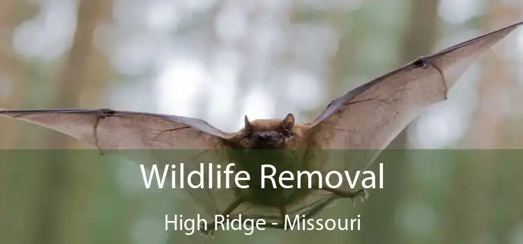 Wildlife Removal High Ridge - Missouri