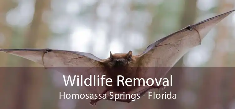 Wildlife Removal Homosassa Springs - Florida