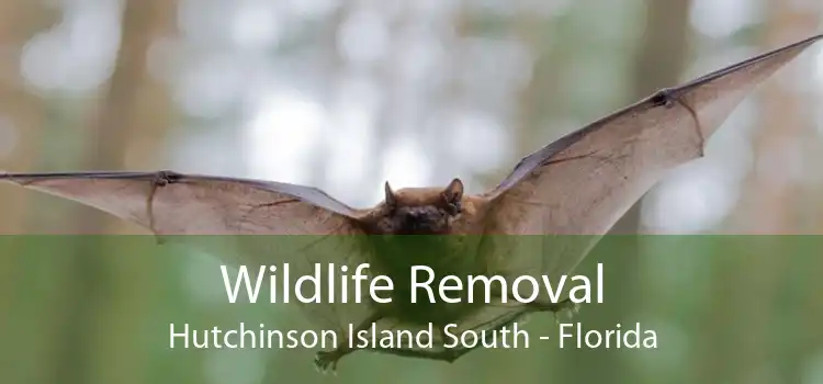 Wildlife Removal Hutchinson Island South - Florida