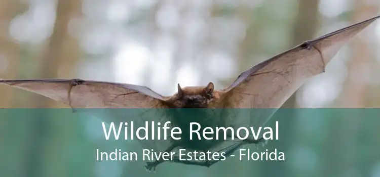 Wildlife Removal Indian River Estates - Florida