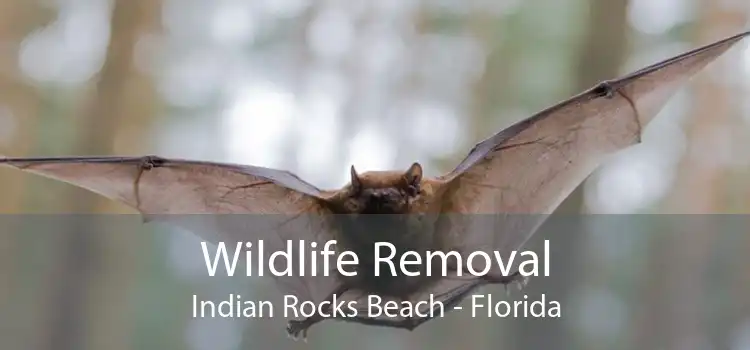Wildlife Removal Indian Rocks Beach - Florida