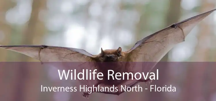 Wildlife Removal Inverness Highlands North - Florida