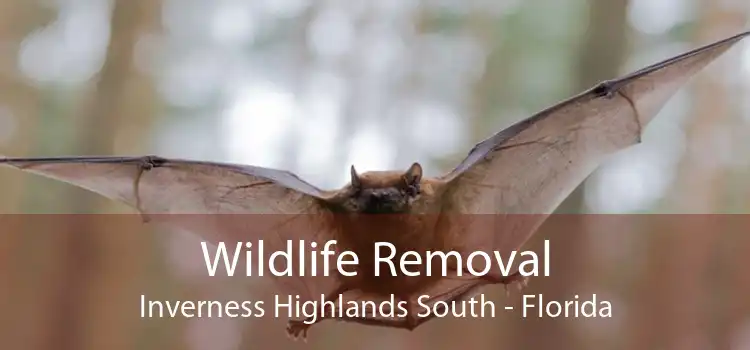 Wildlife Removal Inverness Highlands South - Florida