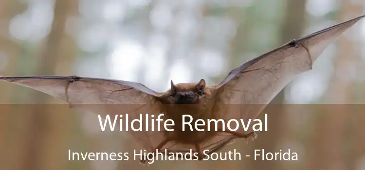 Wildlife Removal Inverness Highlands South - Florida