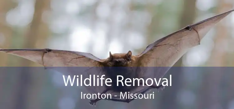 Wildlife Removal Ironton - Missouri